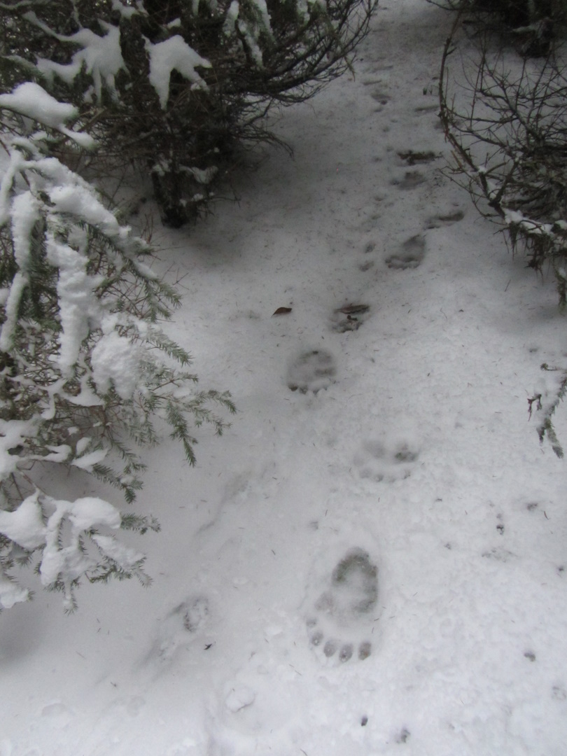 A barna medve fenyvesen átvezető csapája - Illyés Evelin_BNPI_ felvétele_1080.jpg